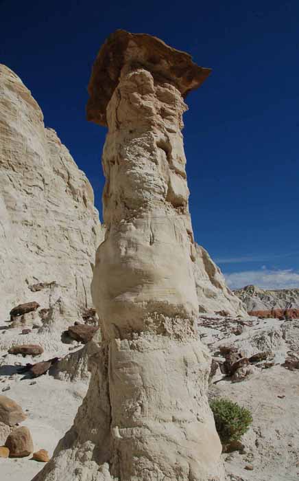 the toadstool trail